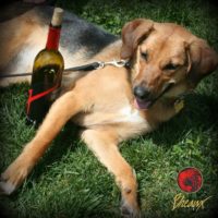 Dog Friendly Winery in VA