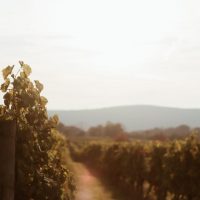 Wine Classes in Northern VA