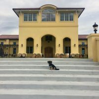 Dog Friendly Winery in Northern VA