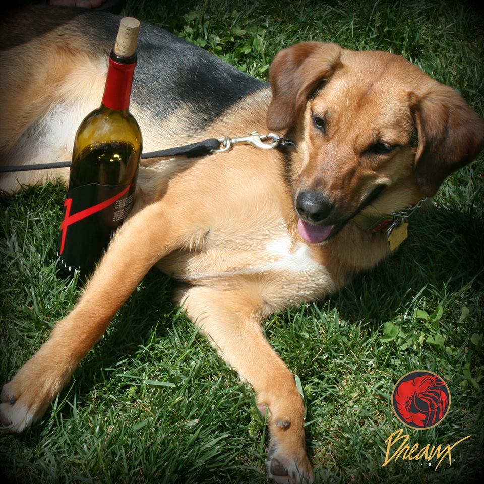 Breaux Vineyards is the Perfect Dog Friendly Winery in Northern VA