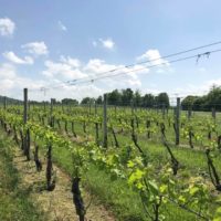 Vines at Breaux Vineyards