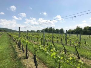 Vines at Breaux Vineyards