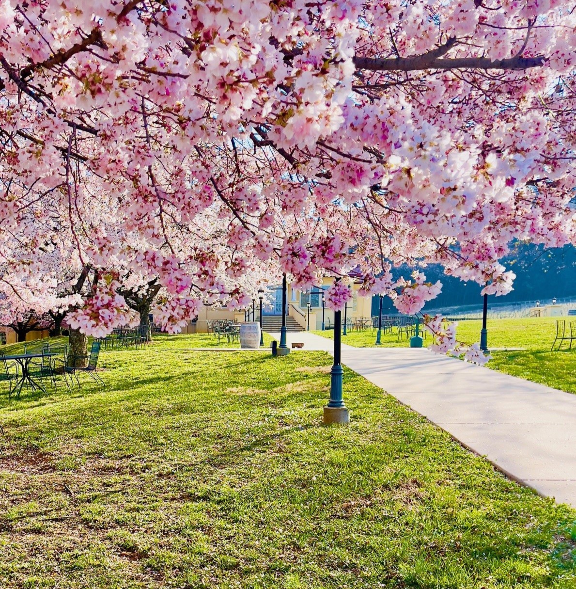 Cherry Blossom Celebration - Breaux Vineyards